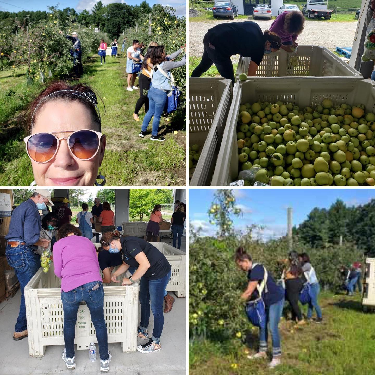 To celebrate National Food Bank Day, Kristie and Zena from @ardentstaffing got out to harvest apples for the Community Harvest Project.
Thank you for harvesting thousands of apples that were immediately shipped to the local food pantries.